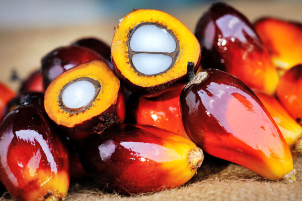 Our point-of-view on palm oil